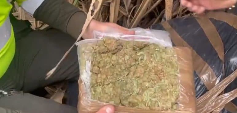 Incautan tonelada de marihuana escondida en un cañaduzal de Palmira