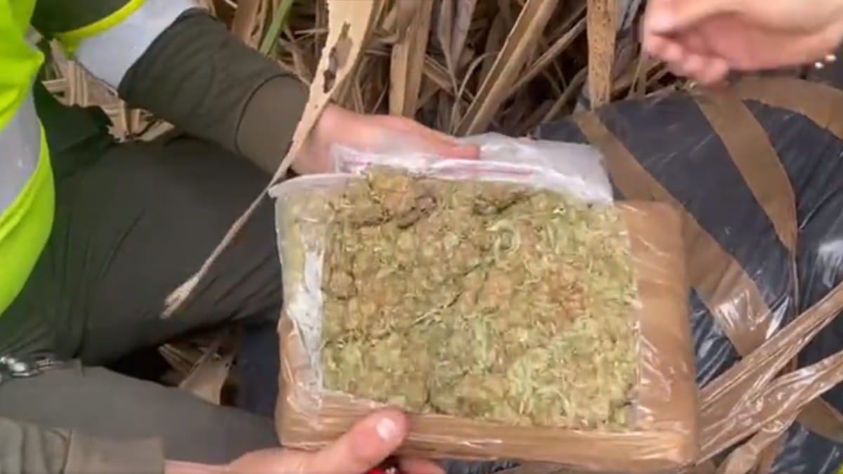 Incautan tonelada de marihuana escondida en un cañaduzal de Palmira