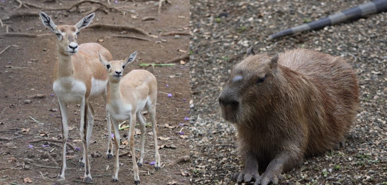 Mueren de estrés dos animales del Zoológico de Cali por detonaciones de pólvora