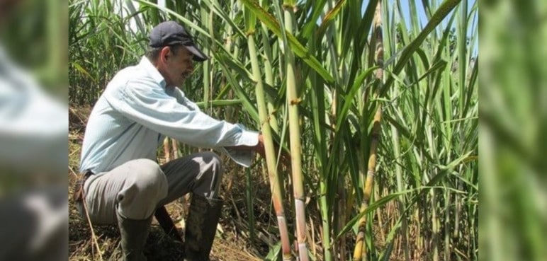 Secretaría de Agricultura monitorea cultivos para evitar afectaciones por 'El Niño'
