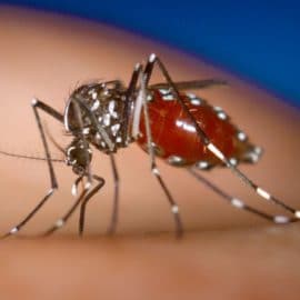 Brote de dengue en Palmira genera preocupación en las autoridades de salud