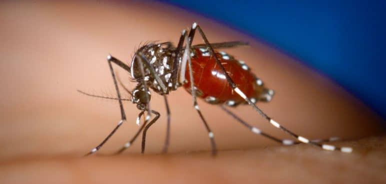 Brote de dengue en Palmira genera preocupación en las autoridades de salud