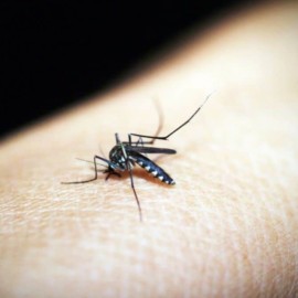 Cali supera los 500 casos de dengue en el año, ¿Cómo prevenirlo?