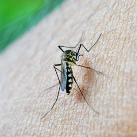 Autoridades de salud en alerta tras aumento de casos de dengue en el Valle