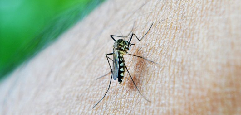 ¡Ojo! Casos de dengue en el Valle aumentarían en diciembre y enero