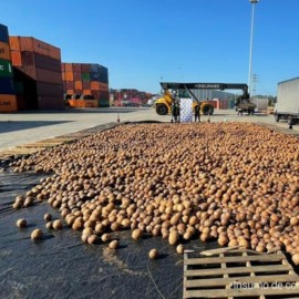 Hallan gigantesco cargamento de cocaína liquida en cocos de exportación