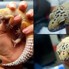 Dos reptiles gecko leopardo fueron entregados a la CVC por tráfico de especies