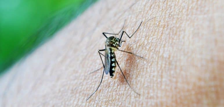 El dengue no se va: Aumento de casos genera preocupación en Colombia