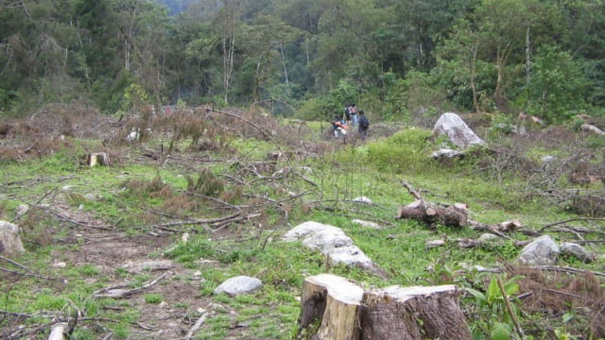 Deforestación se redujo un 26 % en el tercer trimestre del año en la Amazonía