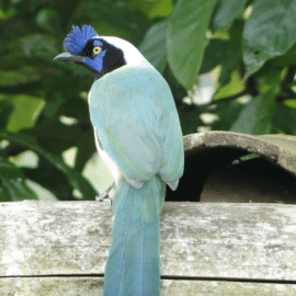Birdfair “Unidos por las aves” llega con su octava edición en el Valle del Cauca