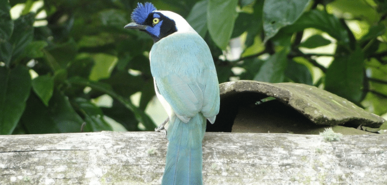 Birdfair “Unidos por las aves” llega con su octava edición en el Valle del Cauca