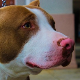 Nuevo caso de maltrato animal en el Valle, un pitbull fue asesinado