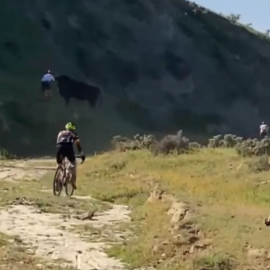 Video: ciclista es embestido por un toro en medio de una competencia