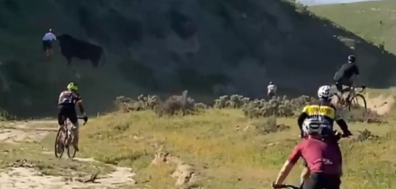Video: ciclista es embestido por un toro en medio de una competencia