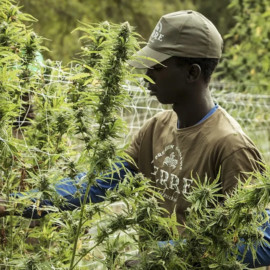 Regulación del cannabis generaría miles de empleos en Colombia
