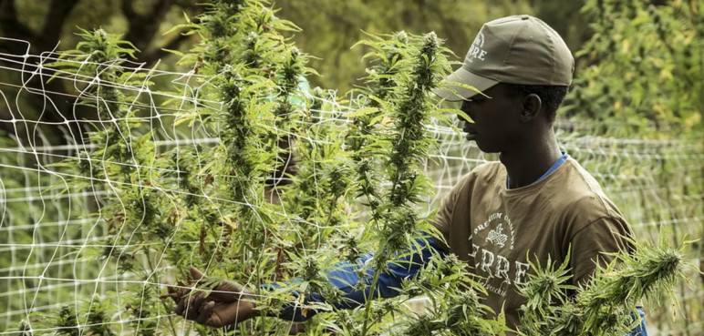 Colombia autorizó uso industrial de cannabis para alimentos, bebidas y textiles
