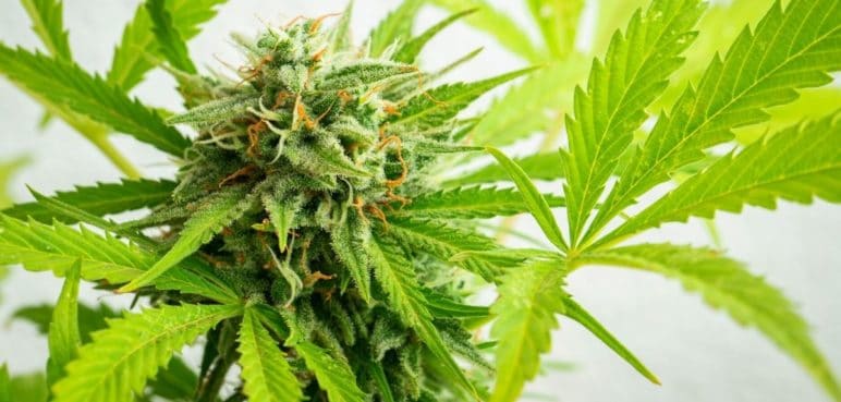 Colombia dará paso al consumo legal de cannabis en adultos
