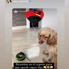 Nicolás Arrieta denuncia maltrato animal por mujer que usó keratina de Epa Colombia