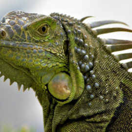 Incidente en Dagua: una iguana fue herida en la vía