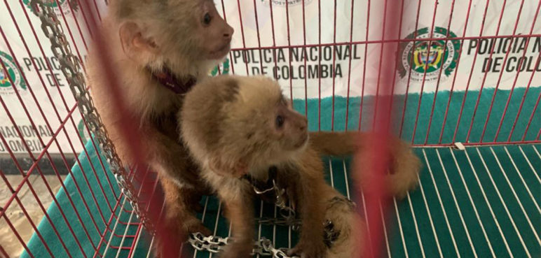 Amarrados con cadenas tenían a dos monos capuchinos infantes en Cali