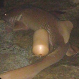 Cazan a un tiburón nodriza tras la muerte de un turista en San Andrés