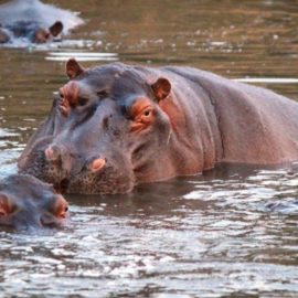 Declaran al hipopótamo como especie exótica invasora en Colombia