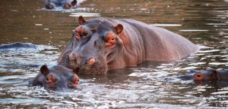 Declaran al hipopótamo como especie exótica invasora en Colombia