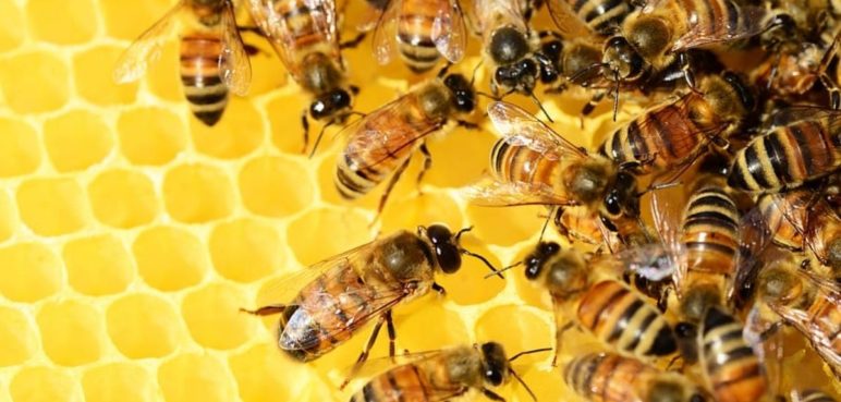 Muere hombre de 72 años por ataque de abejas en Antioquia