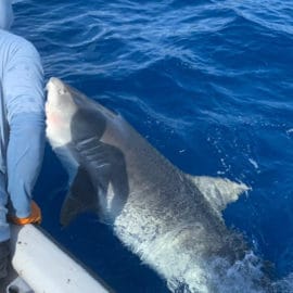 Tiburón que atacó a turista italiano fue reubicado a 10 millas de San Andrés