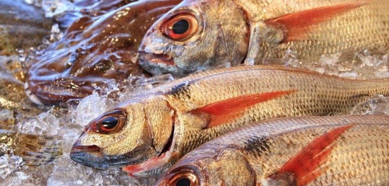 ¿Cómo reconocer un pescado fresco para semana santa?