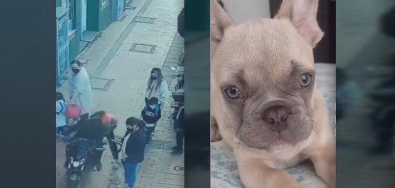 Impresionante robo de un perro quedó registrado en video: buscan a la mascota