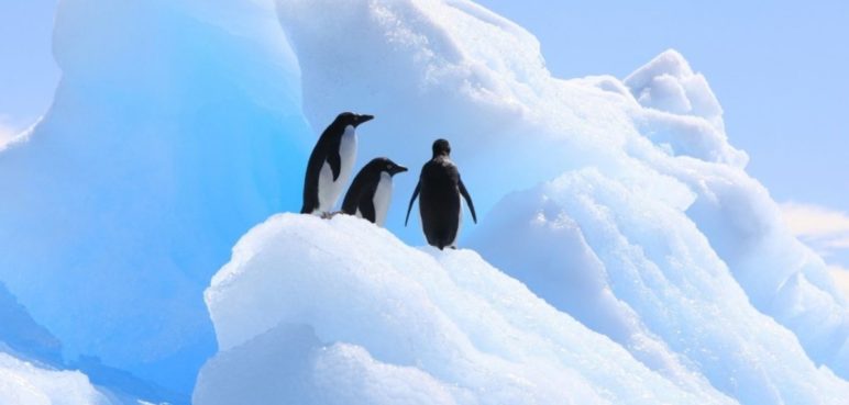 Ofrecen hasta  millones por contar pingüinos en la Antártida