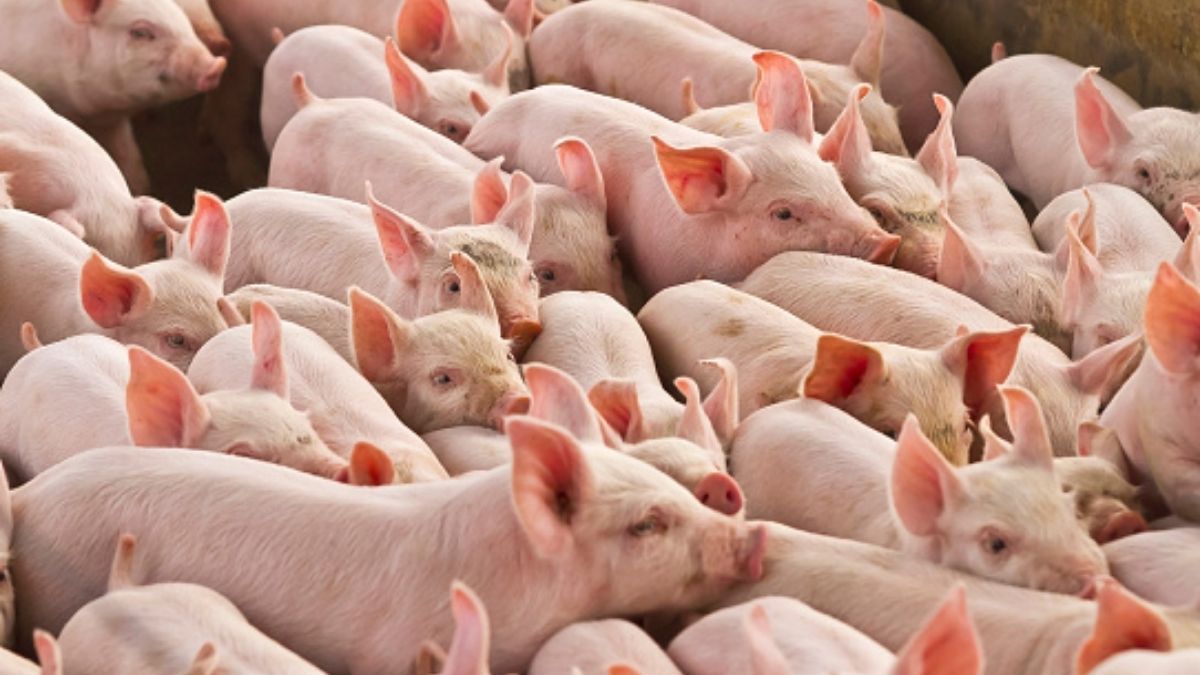 Vacunación sin aguja: lo último en la industria porcina