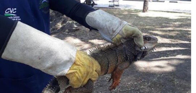 Rescatan 35 iguanas en Cartago por temas de sobrepoblación