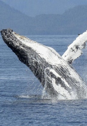 Llega la temporada de ballenas al Valle del Cauca: ¿Cómo disfrutarla?