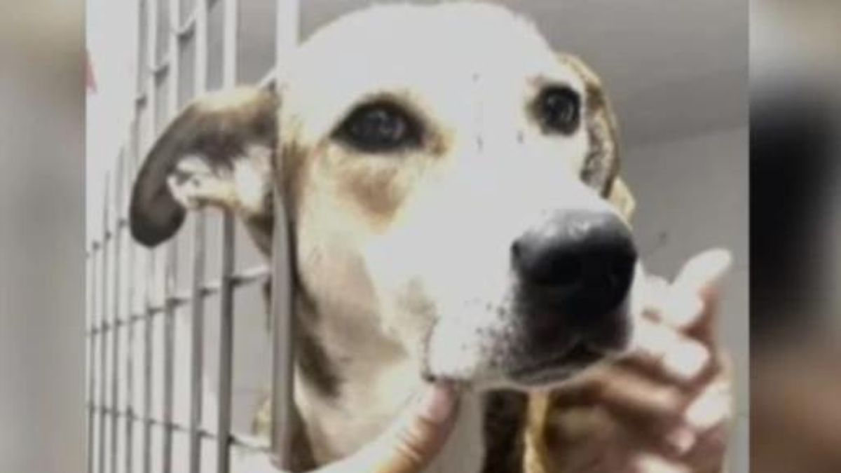 Perrita perdió a sus cachorros tras atentado a estación de Policía en Jamundí