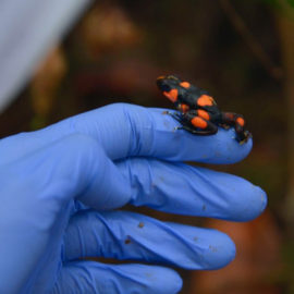Valle, pionero en el país en reproducción de rana en peligro de extinción