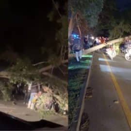 Caída de árbol provocó un accidente que dejó tres heridos en la vía Cali-Palmira