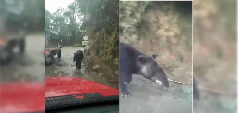 En video quedó registrada danta de la montaña en vías hacia Popayán