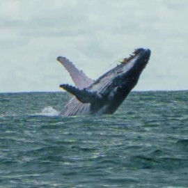 Llegó la temporada de avistamiento de ballenas en el Pacífico colombiano