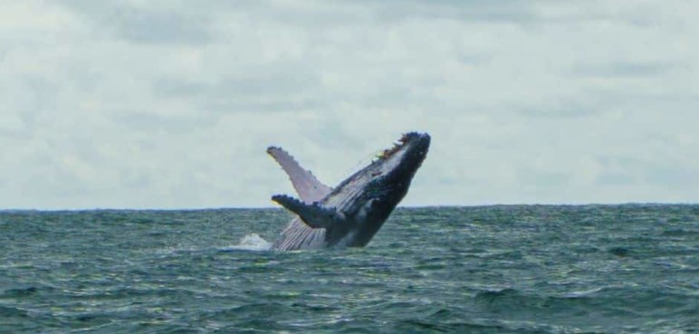 Llegó la temporada de avistamiento de ballenas en el Pacífico colombiano