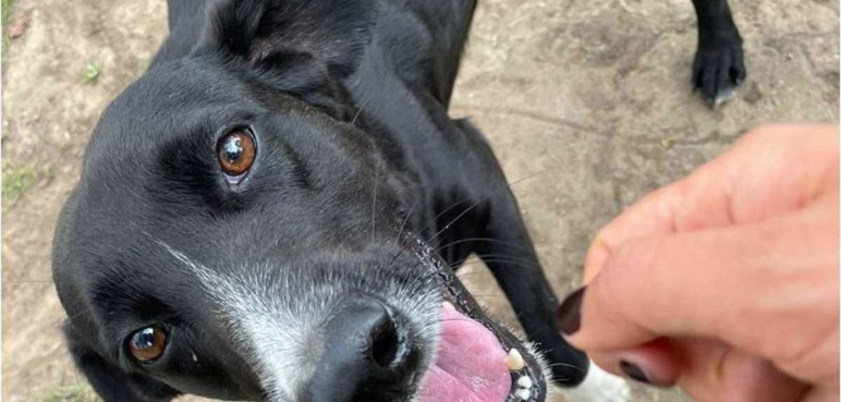 Perro y sus dueños son demandados por un presunto ‘gaticidio’
