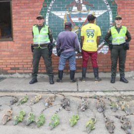 Rescatan 19 iguanas que iban a ser vendidas para el consumo humano