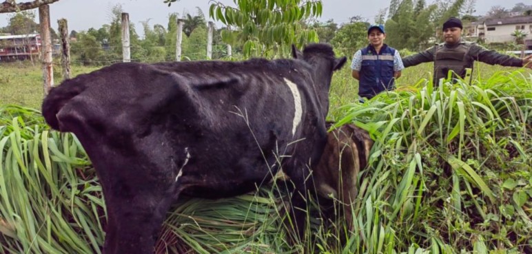 Rescatan una vaca que se encontraba en malas condiciones en un colegio de Dagua