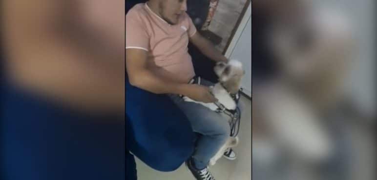'Toby taxista' el perrito que fue abandonado en un taxi en Bogotá, tiene nueva familia