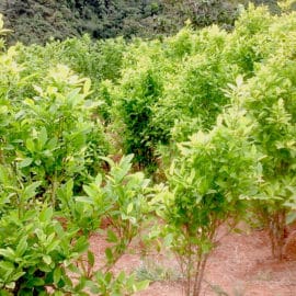 Colombia suspende uso de glifosato y erradicación forzada de cultivos de coca