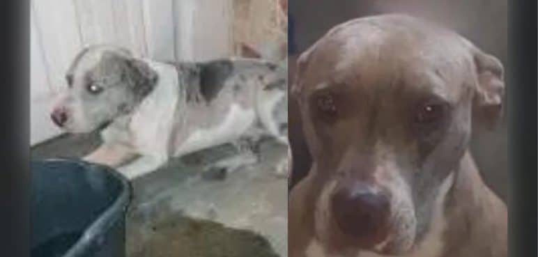 Denuncian posible caso de explotación y abandono de perros pitbull en Cali