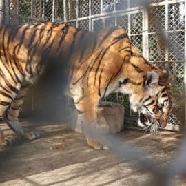 Un tigre que escapó de la Hacienda Nápoles tuvo que ser sacrificado