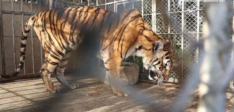 Un tigre que escapó de la Hacienda Nápoles tuvo que ser sacrificado