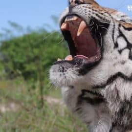 La nueva vida de once tigres abandonados por el covid en un zoo de Tailandia